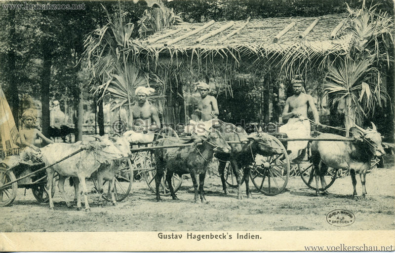1905/1906 Gustav Hagenbecks Indien - Zebukarren VS