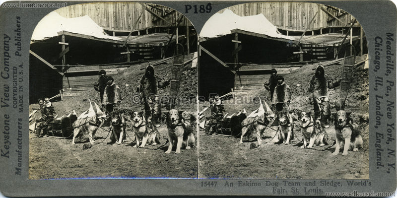 1904 World's Fair, St. Louis - 15477 An Eskimo Dog Team and Sledge