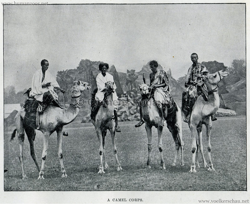 A Camel Corps