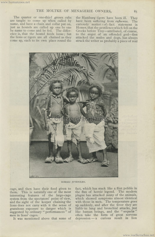 1895 English Illustrated Magazine - Somaliland Crystal Palace Hagenbeck 4