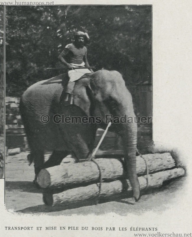 1907.07.15 - Depeche Coloniale - Elephante 2