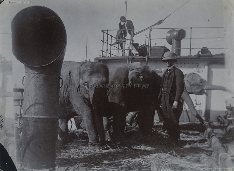 Carl Hagenbecks Tierpark PRESSEFOTO Elefanten auf Boot