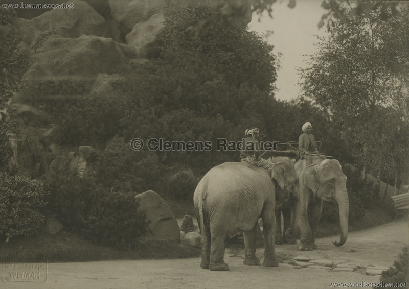 Carl Hagenbecks Tierpark PRESSEFOTO Mahuts mit Elefanten 2